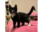 Adopt Smudge a Domestic Short Hair