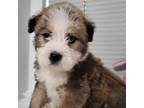 Adopt Newman a Terrier