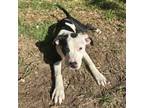 Adopt Knox a Pit Bull Terrier