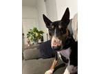 Adopt Zero a Bull Terrier