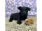 Scottish Terrier Puppy for sale in Millmont, PA, USA