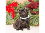 French Bulldog Puppy for sale in Atlanta, GA, USA