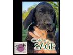 Great Dane Puppy for sale in Hertford, NC, USA