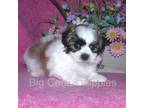 Zuchon Puppy for sale in Mount Pleasant, IA, USA