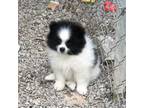 Pomeranian Puppy for sale in Harrogate, TN, USA