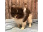 Pomeranian Puppy for sale in Harrogate, TN, USA