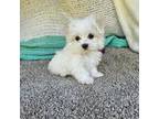 Maltese Puppy for sale in Raleigh, NC, USA