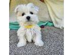 Maltese Puppy for sale in Raleigh, NC, USA