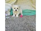 Maltese Puppy for sale in Raleigh, NC, USA