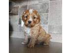 Cavapoo Puppy for sale in Stanley, WI, USA