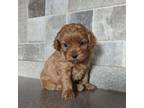 Cavapoo Puppy for sale in Stanley, WI, USA