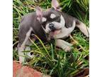 French Bulldog Puppy for sale in Spring Lake, NC, USA