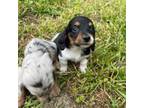 Dachshund Puppy for sale in Chapin, SC, USA