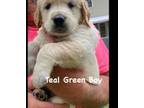 Golden Retriever Puppy for sale in Red Level, AL, USA
