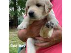 Golden Retriever Puppy for sale in Red Level, AL, USA