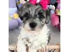 Maltipoo Puppy for sale in Eatonton, GA, USA