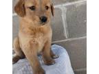 Golden Retriever Puppy for sale in Dixon, IL, USA