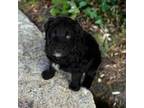 Aussiedoodle Puppy for sale in Saint Clairsville, OH, USA