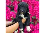 Mutt Puppy for sale in Saint Clairsville, OH, USA