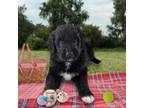 Aussiedoodle Puppy for sale in Saint Clairsville, OH, USA