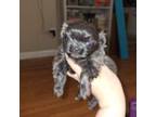 Shih Tzu Puppy for sale in Cabot, AR, USA