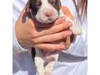 English Springer Spaniel Puppy for sale in Vista, CA, USA