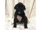 Boxer Puppy for sale in Griffin, GA, USA