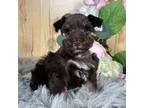 Schnauzer (Miniature) Puppy for sale in Velma, OK, USA