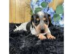 Dachshund Puppy for sale in Velma, OK, USA