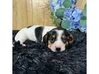 Dachshund Puppy for sale in Velma, OK, USA