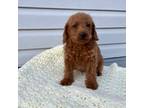 Labradoodle Puppy for sale in Hartly, DE, USA