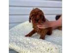 Labradoodle Puppy for sale in Hartly, DE, USA