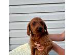 Labradoodle Puppy for sale in Hartly, DE, USA