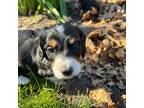 Dachshund Puppy for sale in Elgin, IA, USA