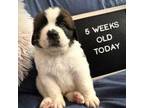 Saint Bernard Puppy for sale in Gorham, ME, USA