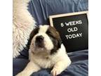 Saint Bernard Puppy for sale in Gorham, ME, USA