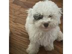 Poodle (Toy) Puppy for sale in Scottsboro, AL, USA