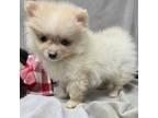 Pomeranian Puppy for sale in Donnellson, IA, USA