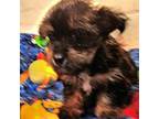 Havanese Puppy for sale in Penrose, CO, USA
