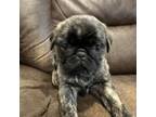 Pug Puppy for sale in North Anson, ME, USA