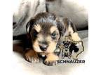 Schnauzer (Miniature) Puppy for sale in Kilgore, TX, USA