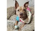 Honey Bun American Pit Bull Terrier Adult Female