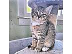 Dorothy Domestic Shorthair Kitten Female