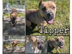 Tipper American Pit Bull Terrier Adult Female