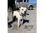 Scottie Hound (Unknown Type) Young Male