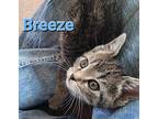 Breeze Domestic Shorthair Kitten Female