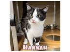 Hannah Domestic Shorthair Kitten Female