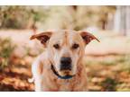 72060a Butterscotch - Adoption Ambassador Labrador Retriever Adult Male