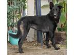 Meg von Oasis German Shepherd Dog Young Female