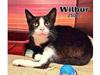 Wilbur Domestic Shorthair Adult Male